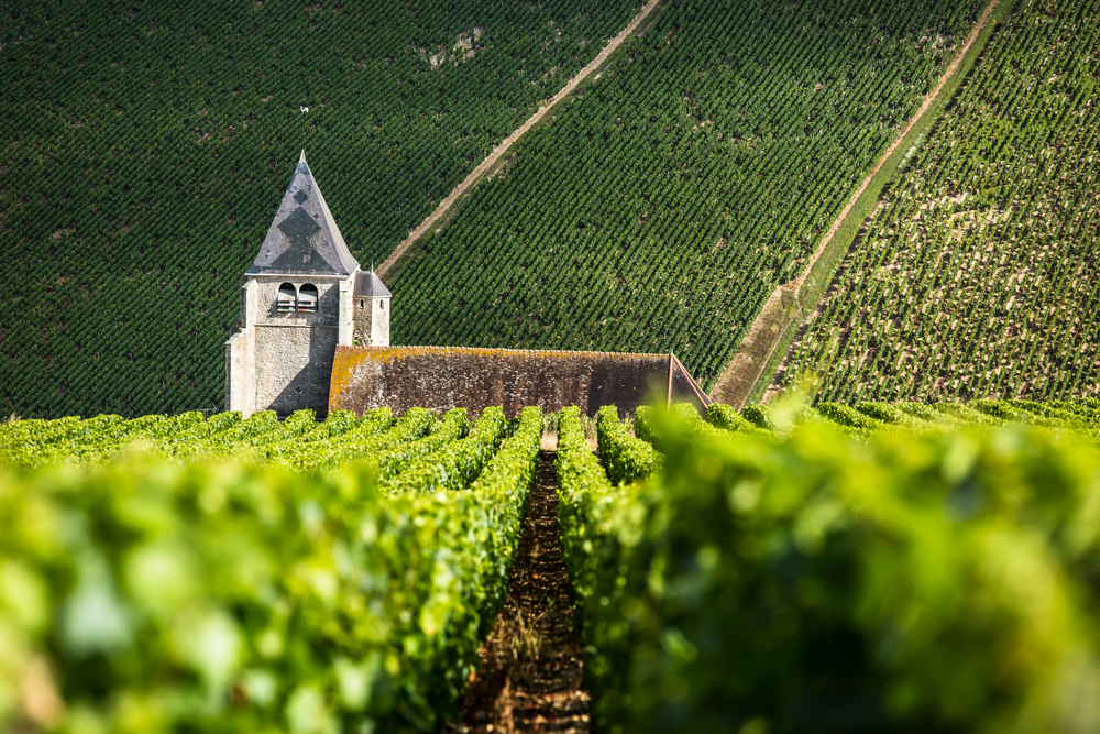 A vineyard in Chablis